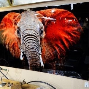 Loxodanta Elephant Photo Behind Glass Denver Furniture Store