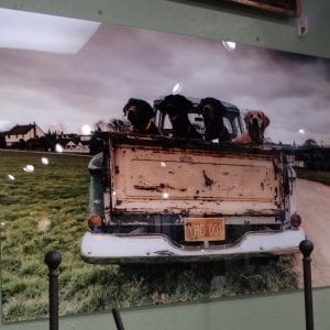 Wall Art Photo of Dogs in Truck Behind Glass