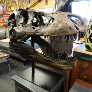 t rex dinosaur skull replica on stand statue