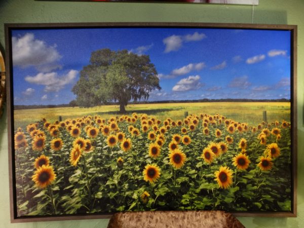 Wall Art Field of Sunflowers Wall Art Photo Behind Glass