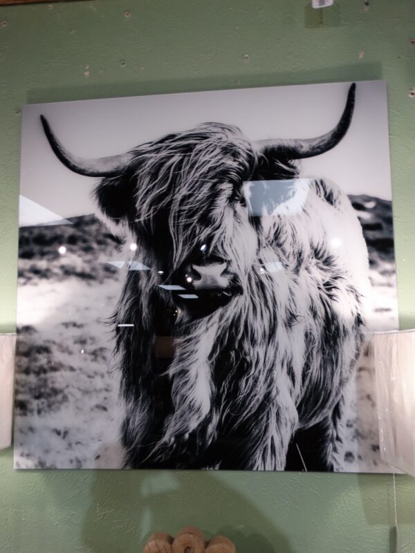 Art Glass Wall Art Highlander Shaggy Cow