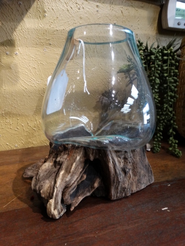 Clear glass vase (terrarium) resting on a weathered piece of driftwood on a wooden table; a small plant is visible inside the glass.